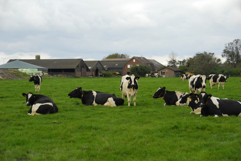3901 Boerderij Leiden – afbeelding 3