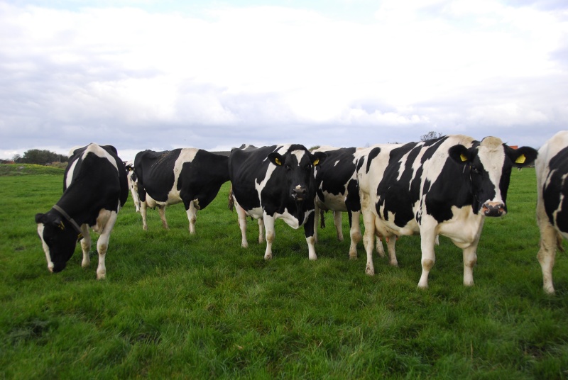 3901 Boerderij Leiden – afbeelding 4