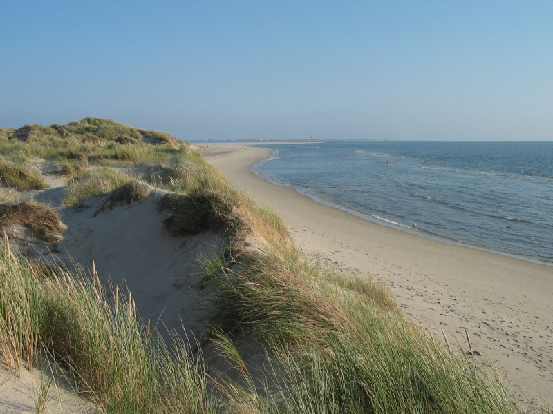Mierennest – afbeelding 3