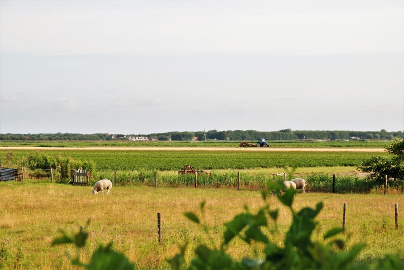 Het Wulpenlied – afbeelding 5