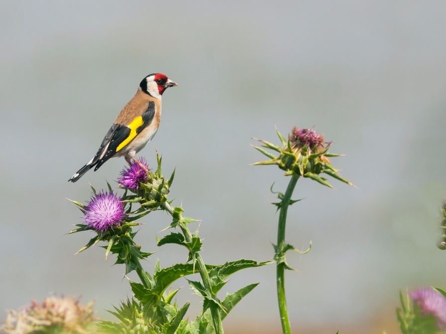Swarovski Birding Tour XL VVV Texel