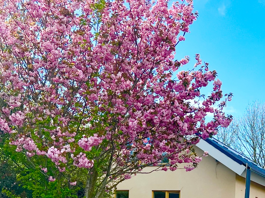 Hoeve Consensus Texel